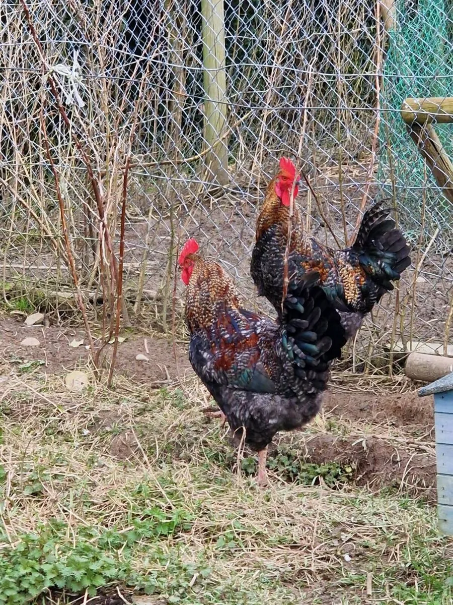 Young Roosters - Image 1