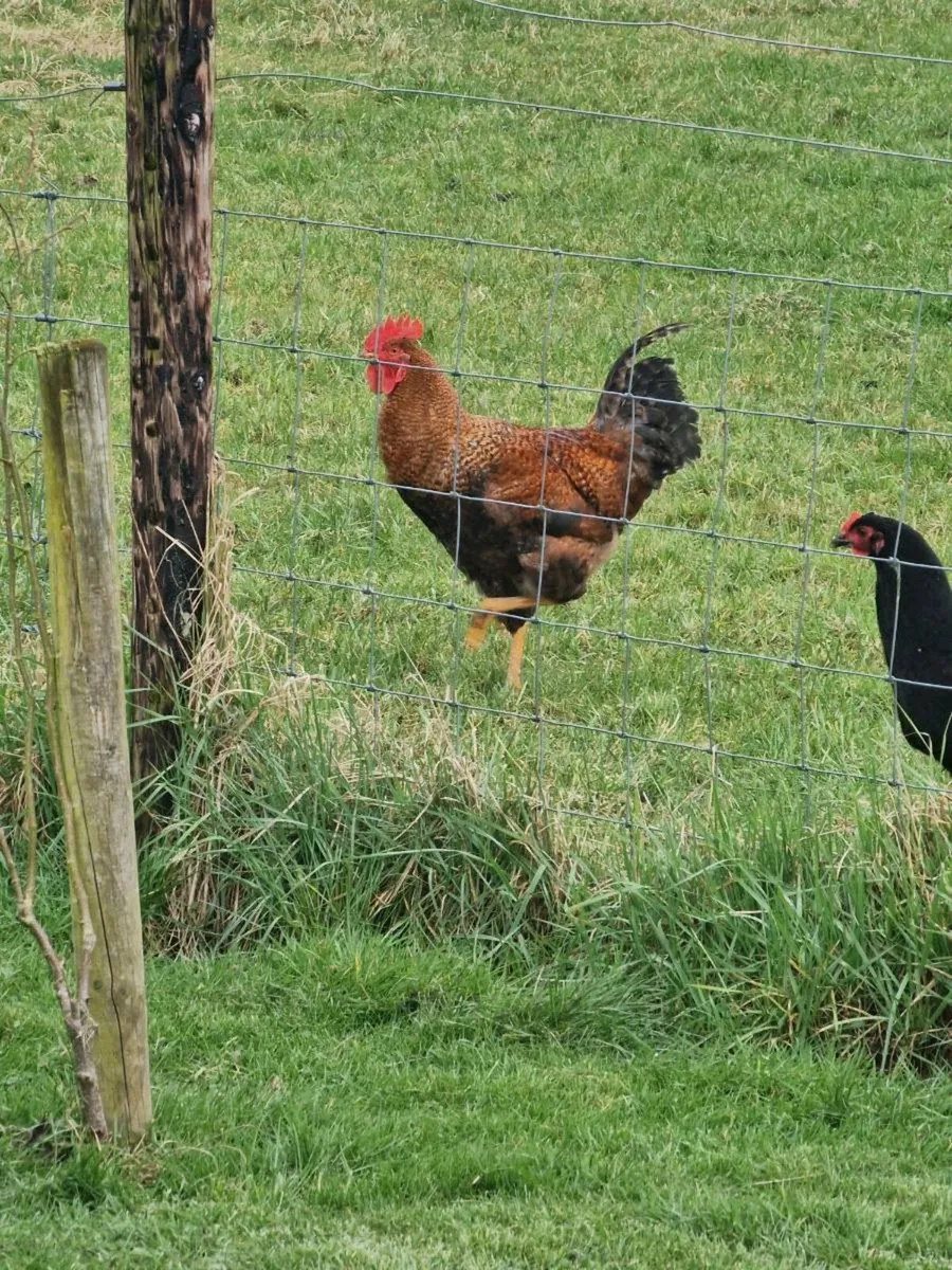 Young Roosters - Image 2