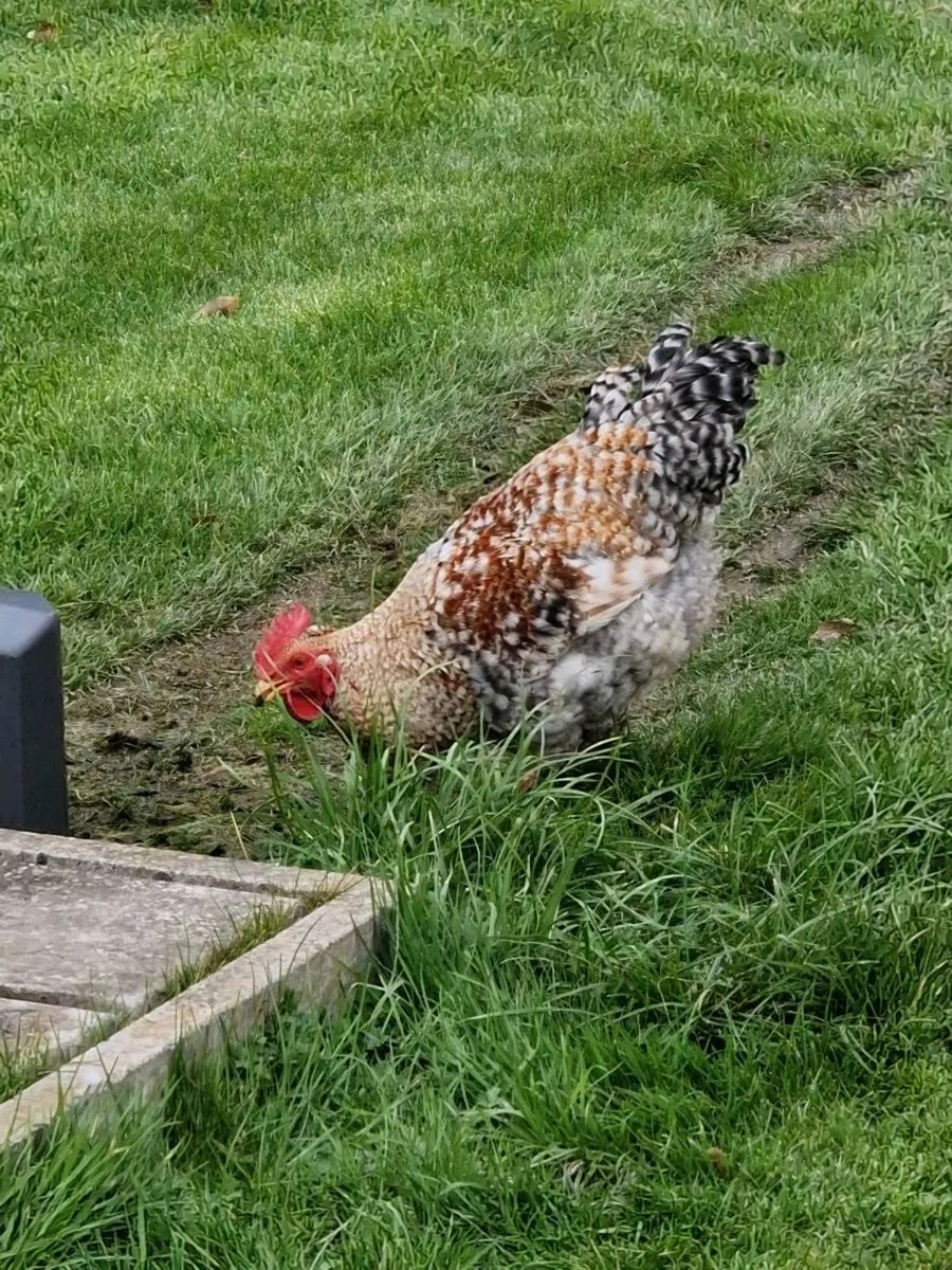 Young Roosters - Image 3