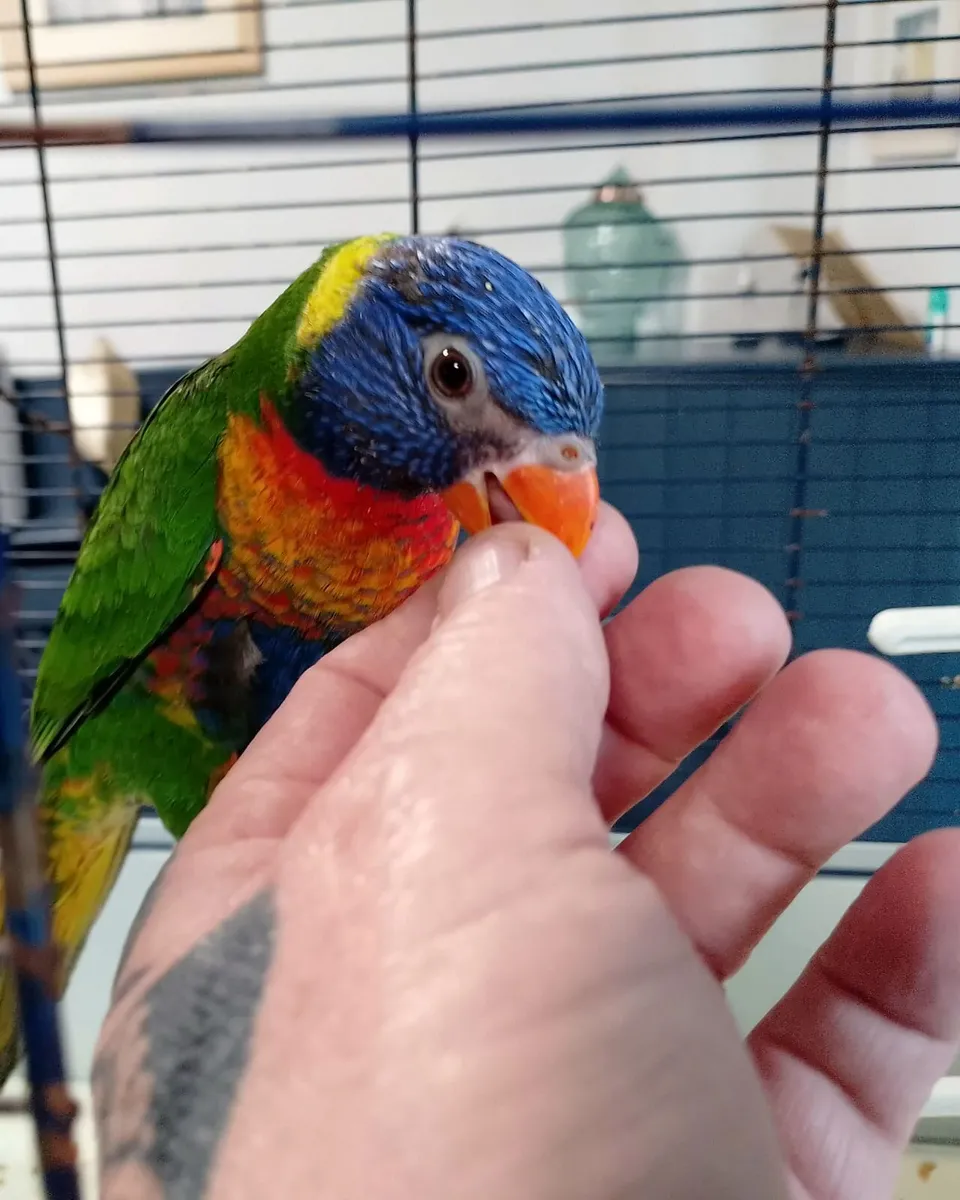 Hand reared Rainbow lorikeets - Image 4