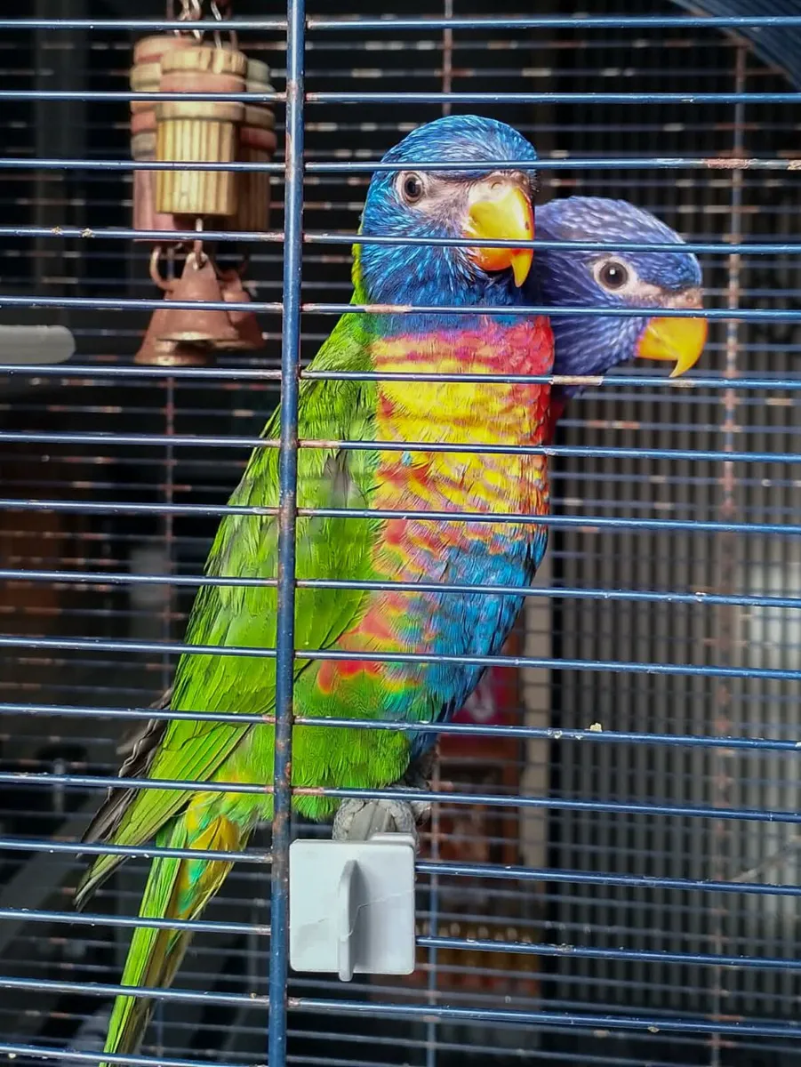 Hand reared Rainbow lorikeets - Image 2