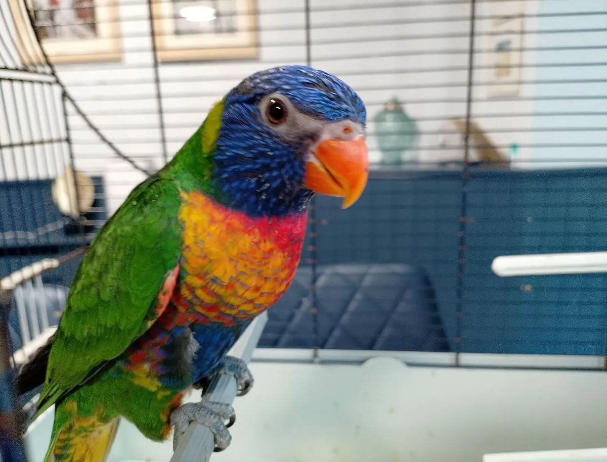Hand reared Rainbow lorikeets - Image 1