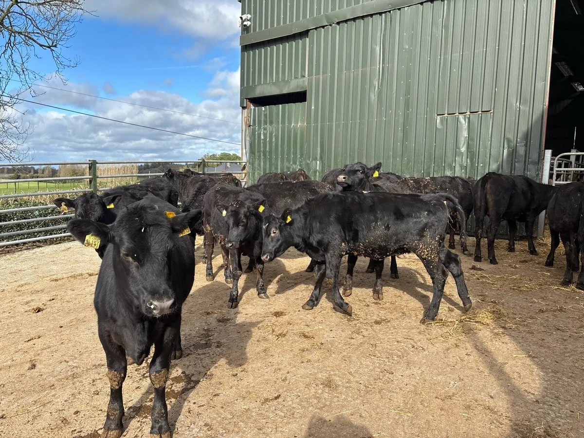 16 super 320 kg Angus yearling heifers - Image 1