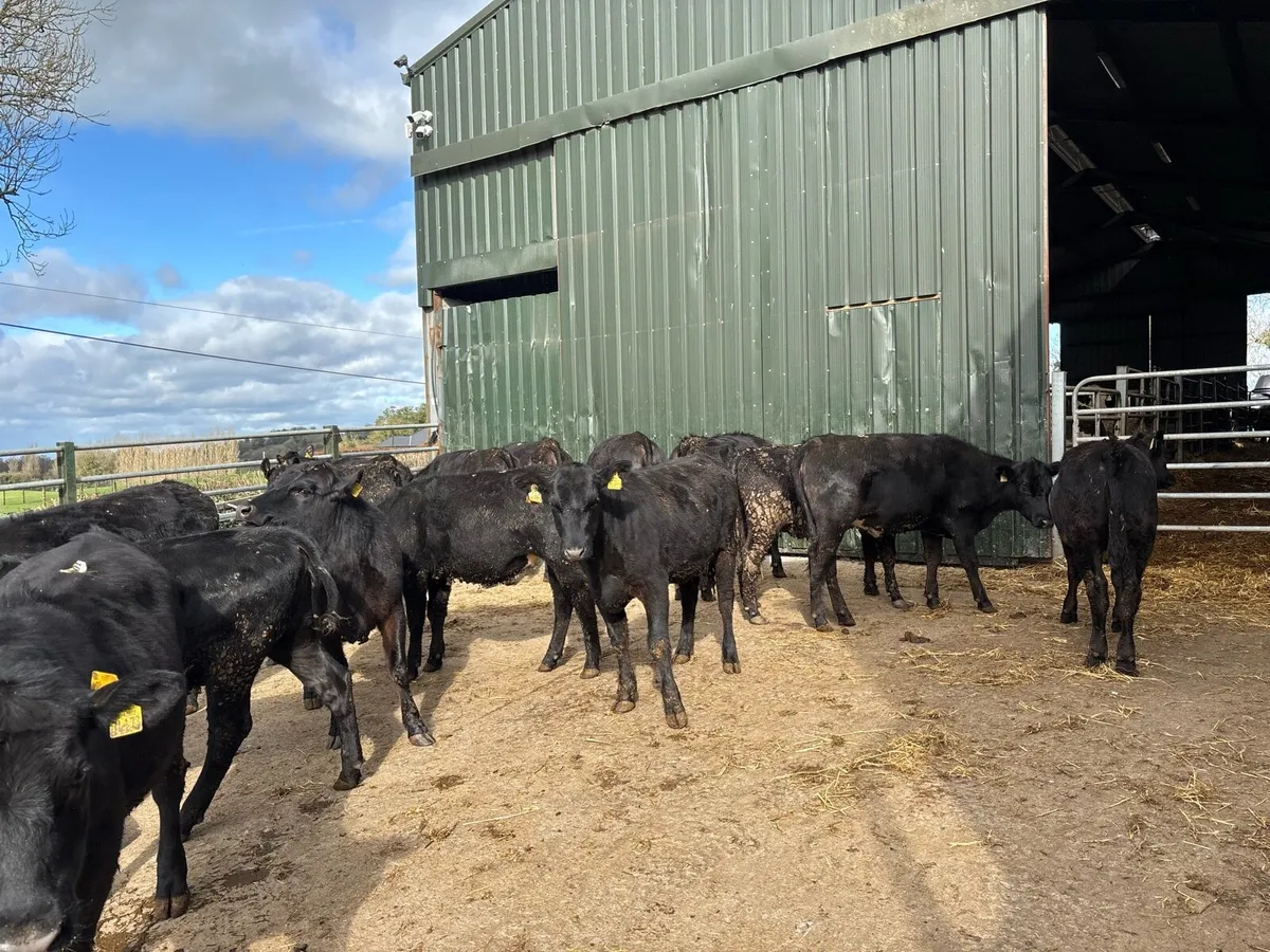 16 super 320 kg Angus yearling heifers - Image 2