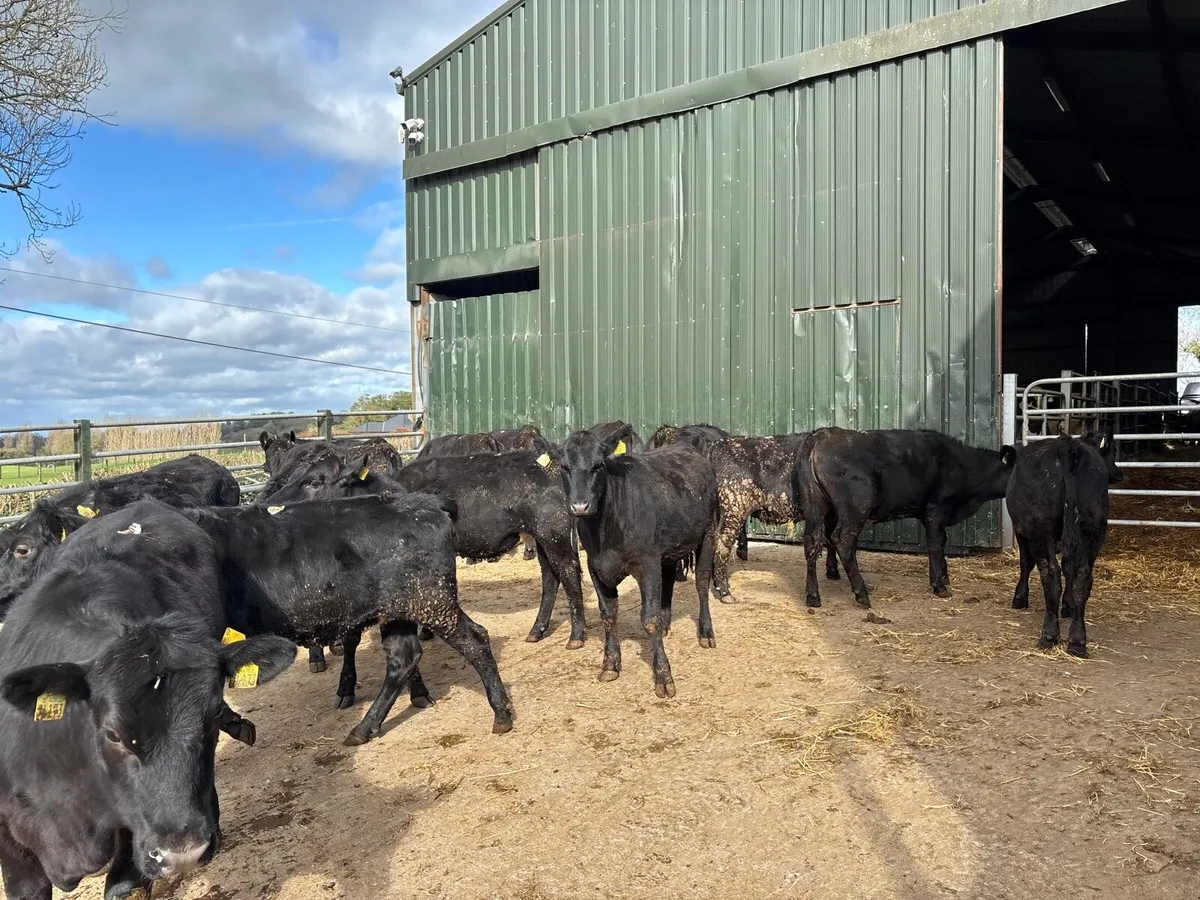 16 super 320 kg Angus yearling heifers - Image 3