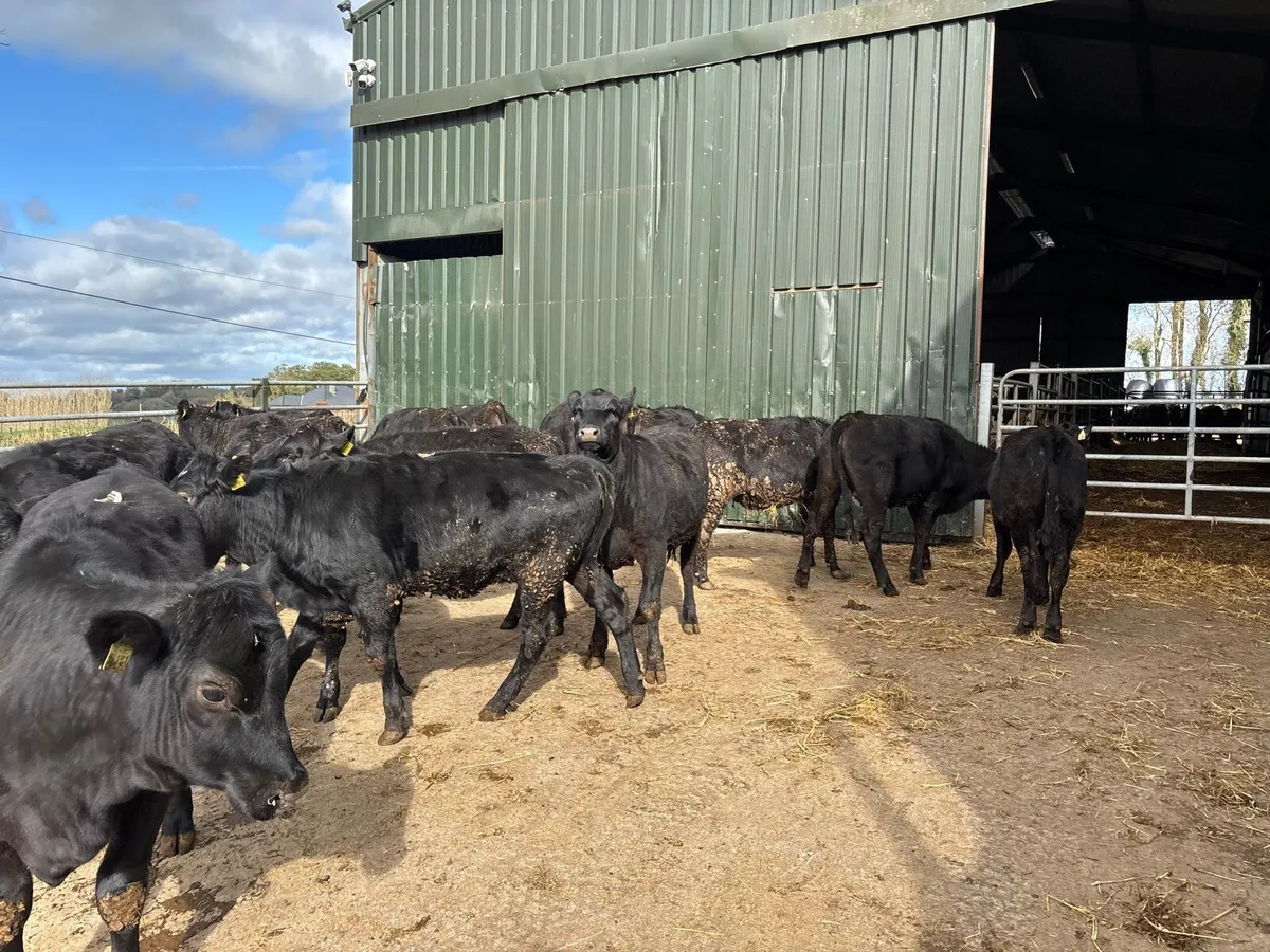 16 super 320 kg Angus yearling heifers - Image 4