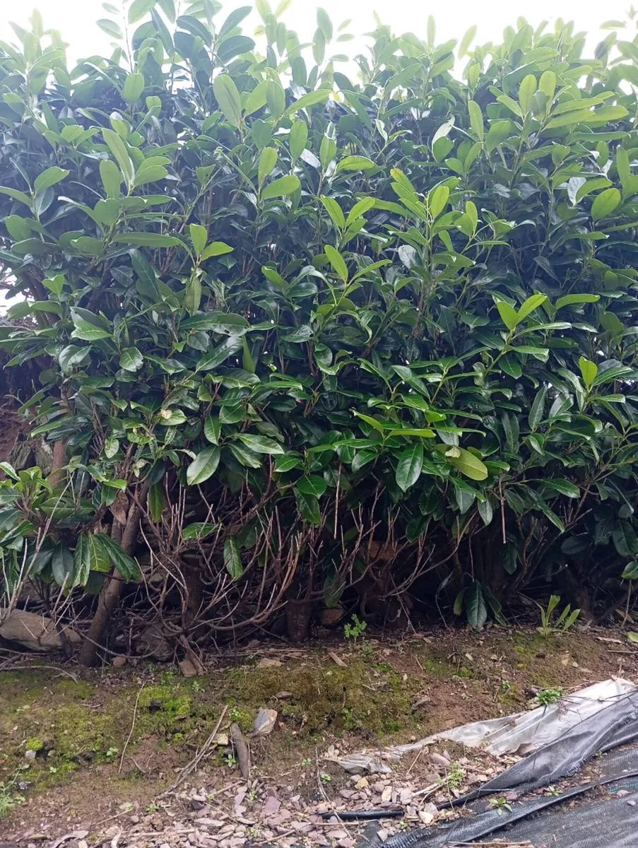 Laurel hedging - Image 1