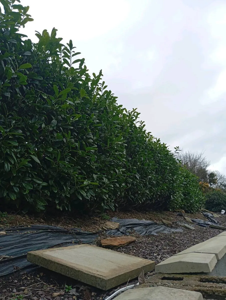 Laurel hedging - Image 2