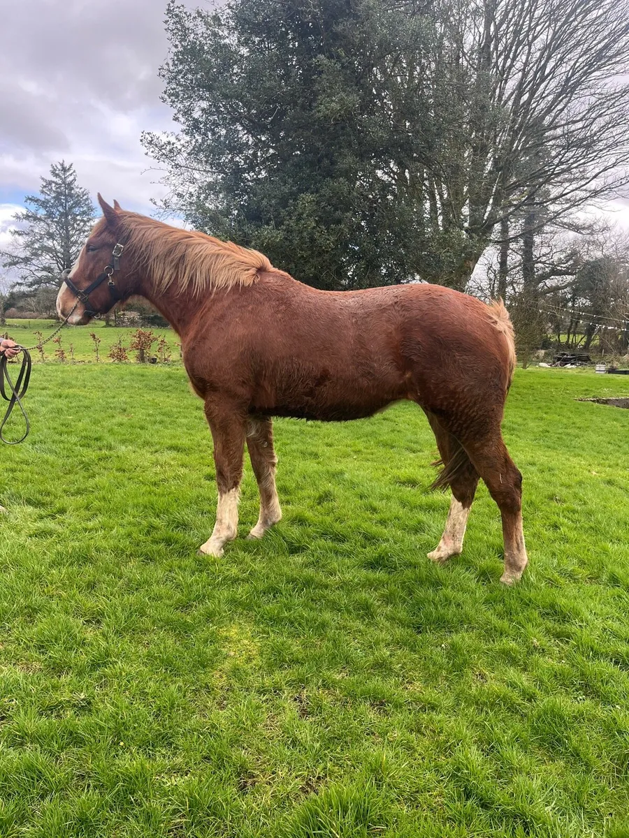 Irish Draught Filly - Image 3