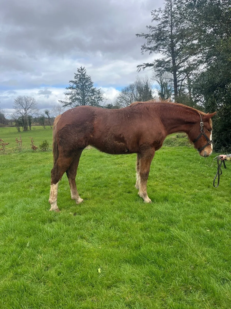 Irish Draught Filly - Image 4