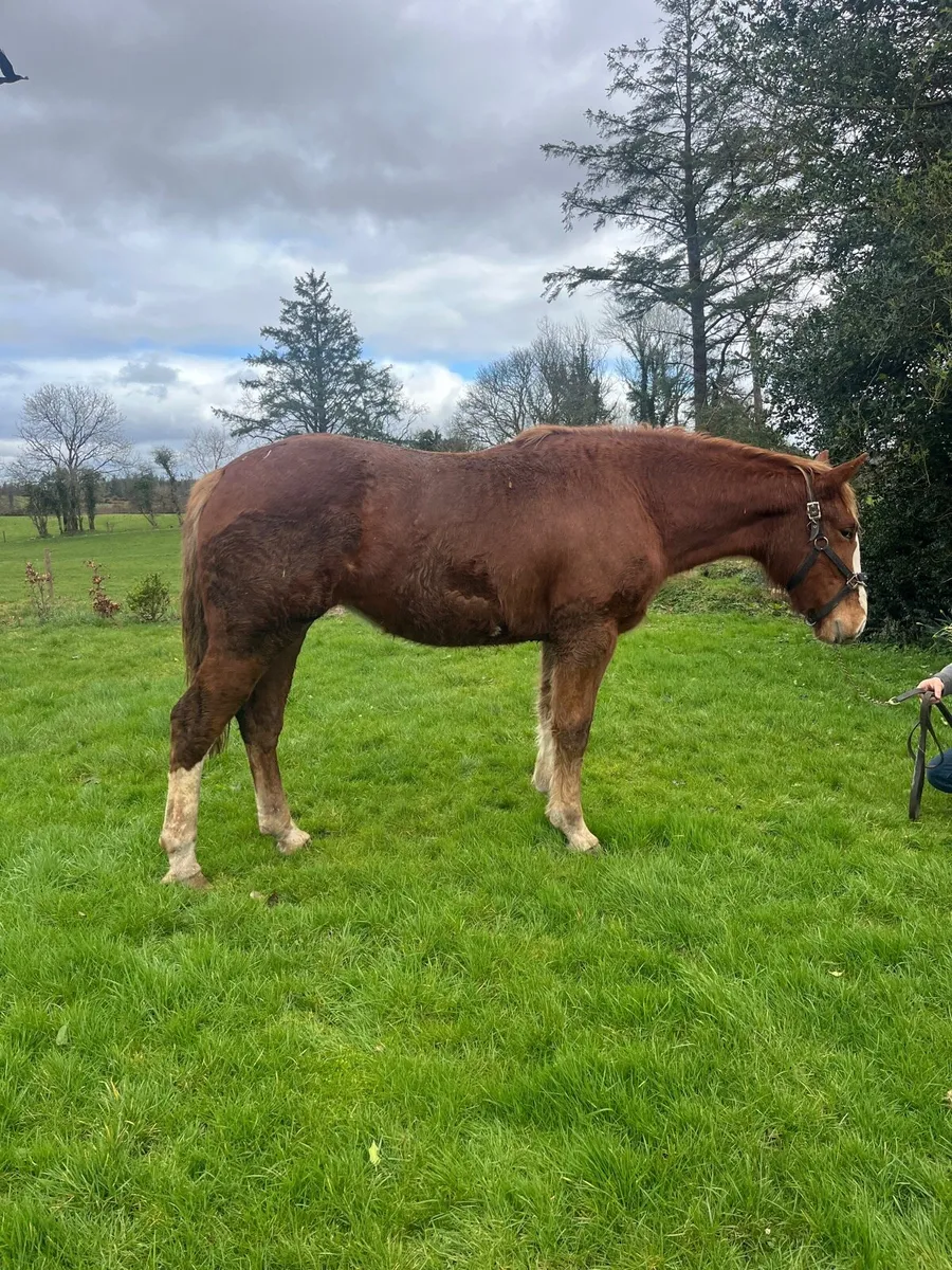 Irish Draught Filly - Image 1