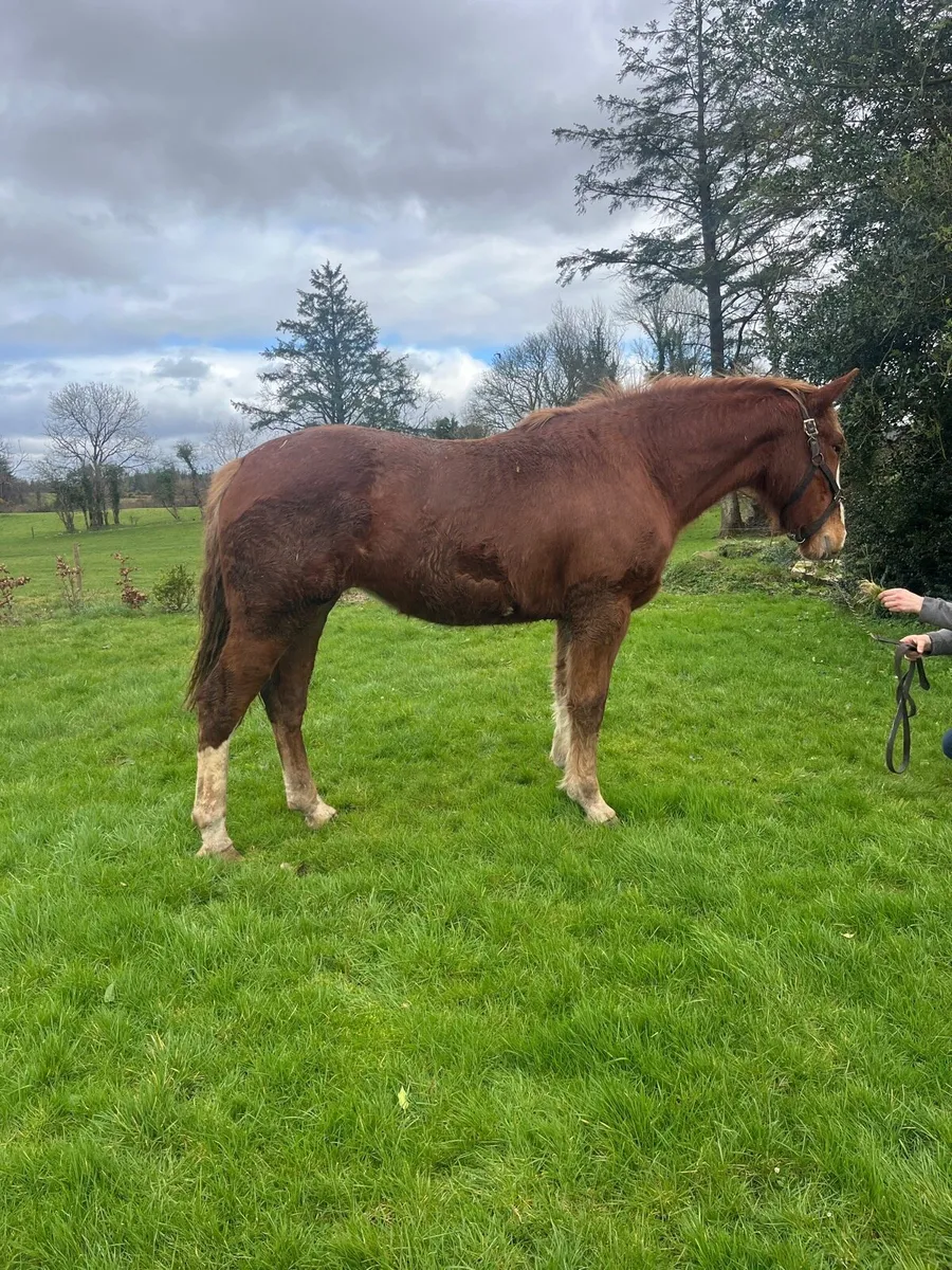Irish Draught Filly - Image 2