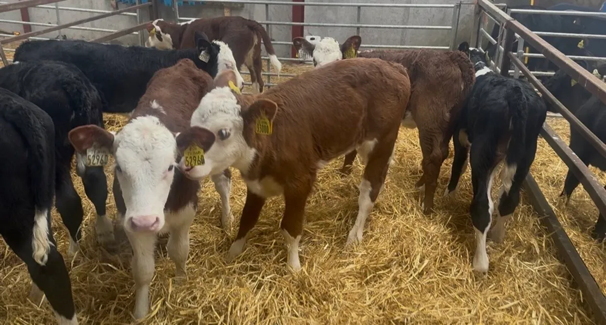 ❌ red white head Hefeirs ❌ - Image 4