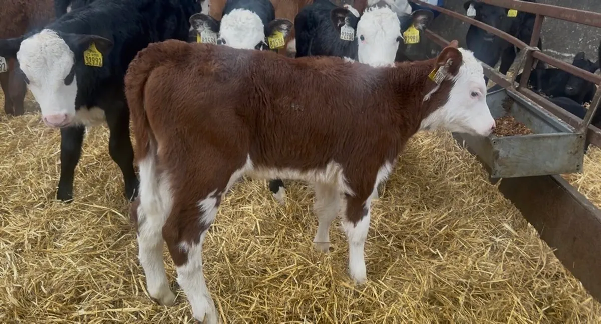 ❌ red white head Hefeirs ❌ - Image 1