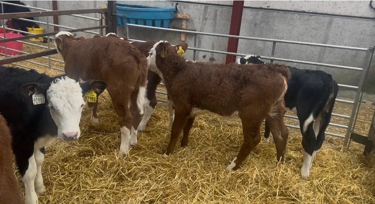 ❌ red white head Hefeirs ❌ - Image 3