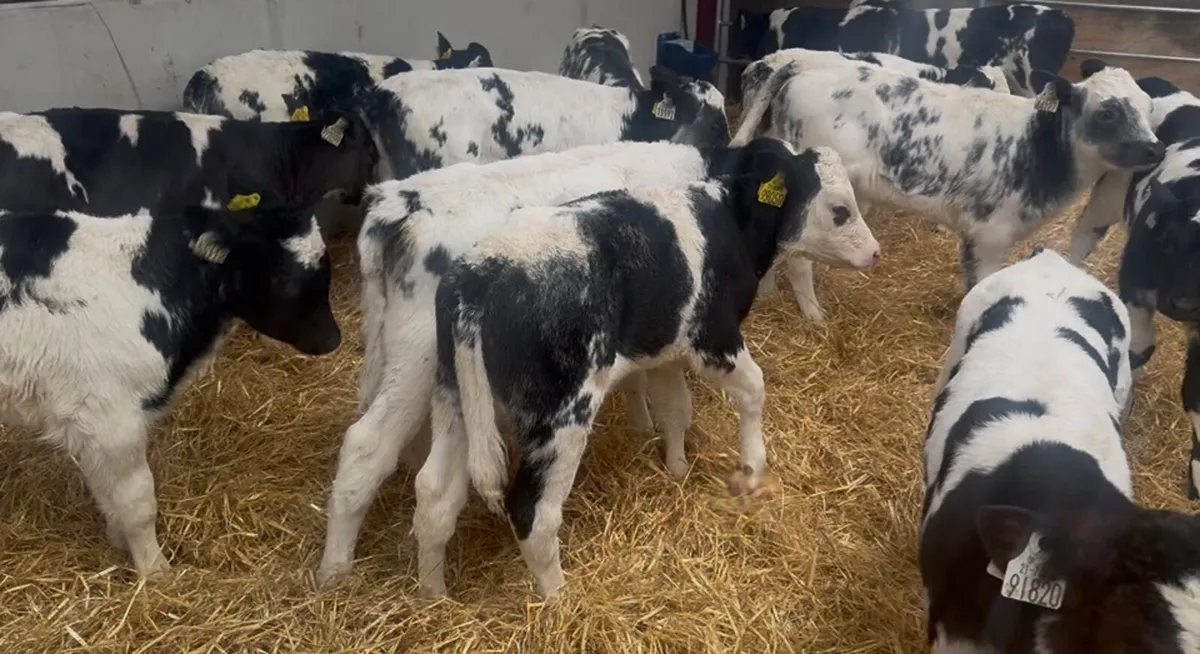 ❌ strawberry blue calves ❌ - Image 1