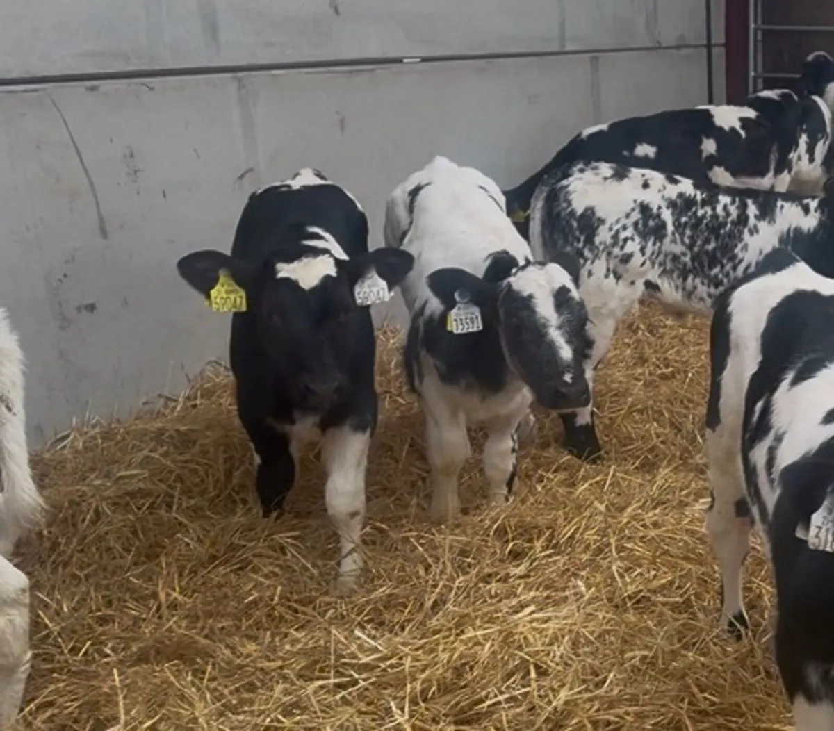 ❌ strawberry blue calves ❌ - Image 4