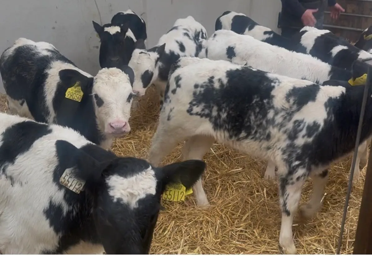 ❌ strawberry blue calves ❌ - Image 2