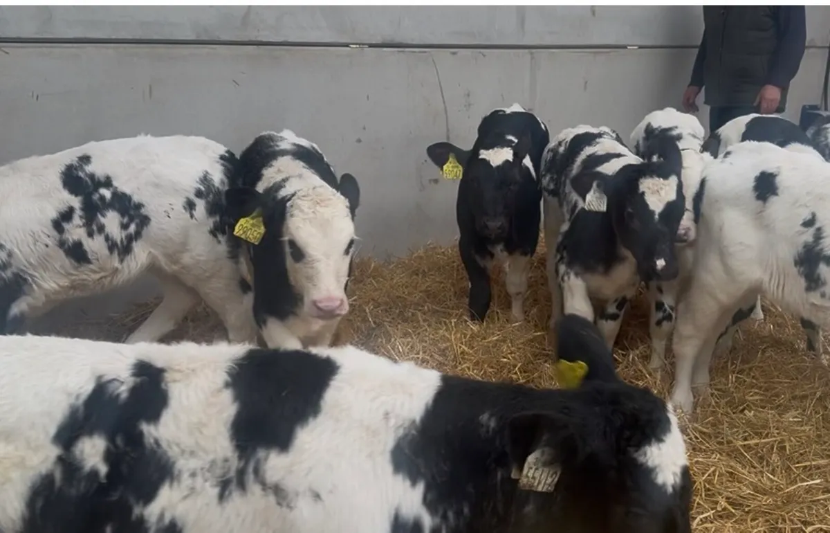 ❌ strawberry blue calves ❌ - Image 3