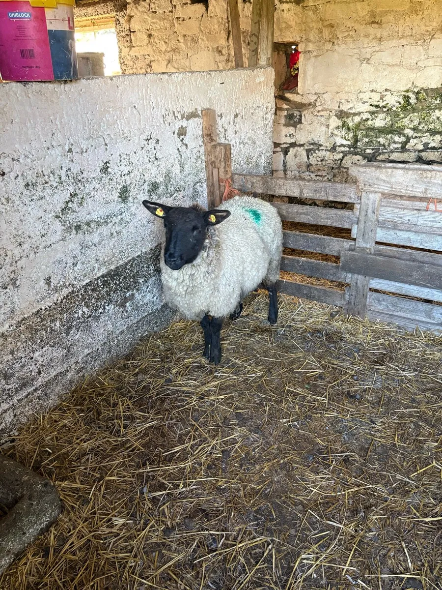 Foster Ewe - Image 1
