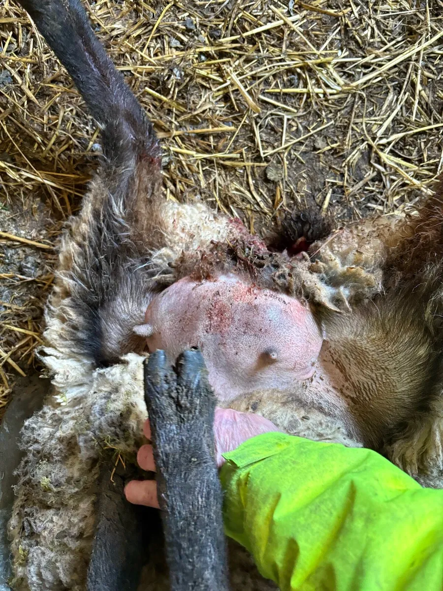 Foster Ewe - Image 3