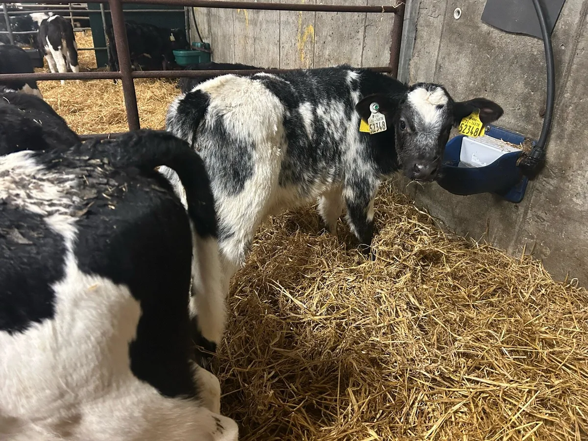 Belgian blue bull calf - Image 2