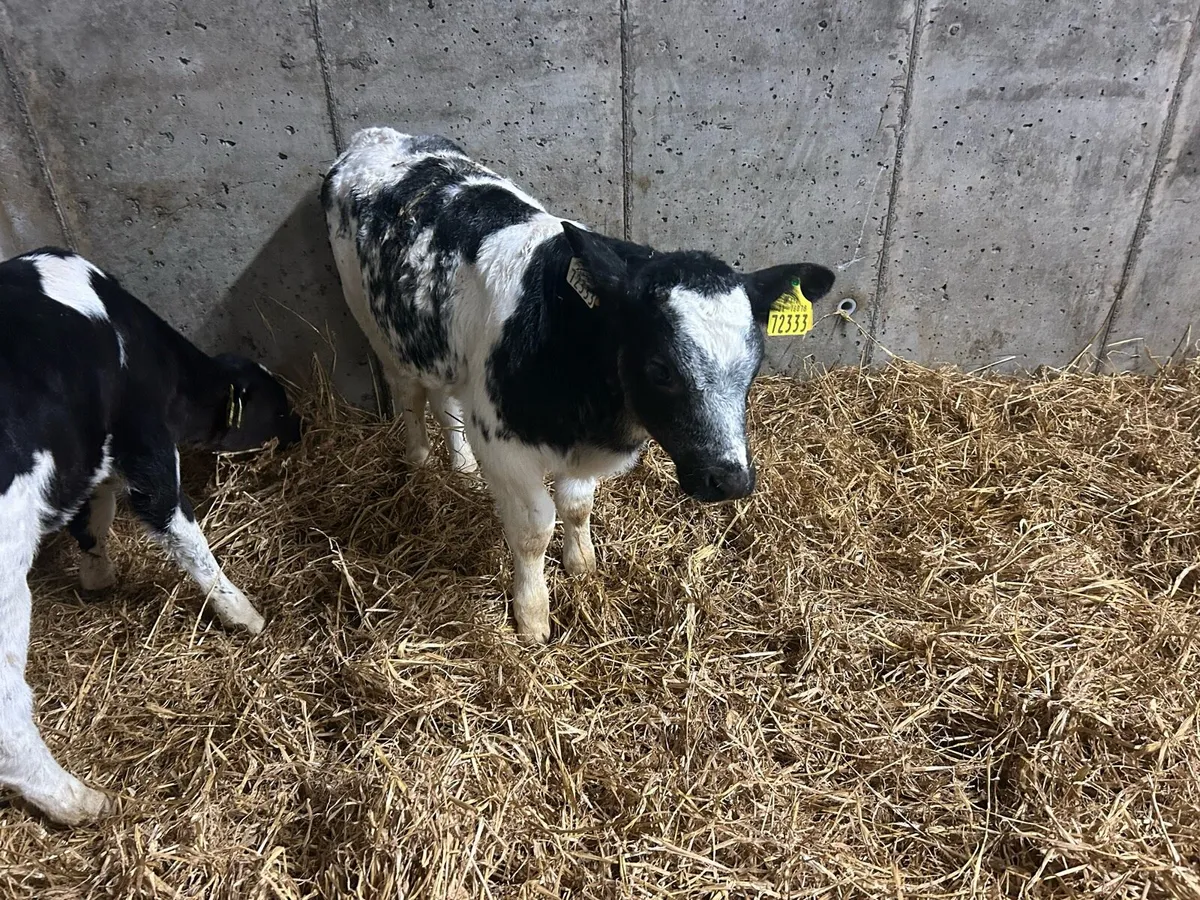 Belgian blue bull calf - Image 1