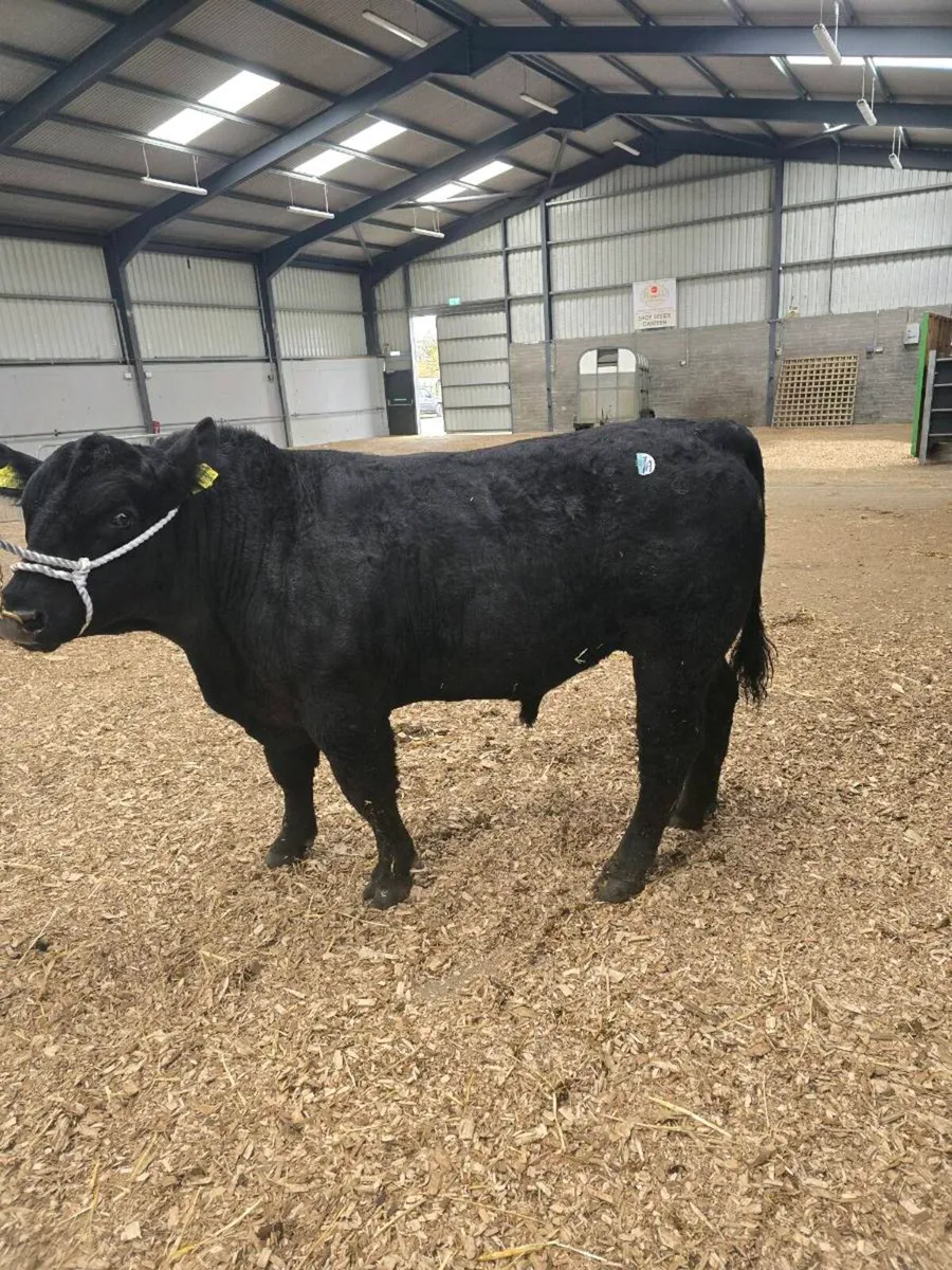 Pp aa bull dalys aidan on icbf bull search - Image 2