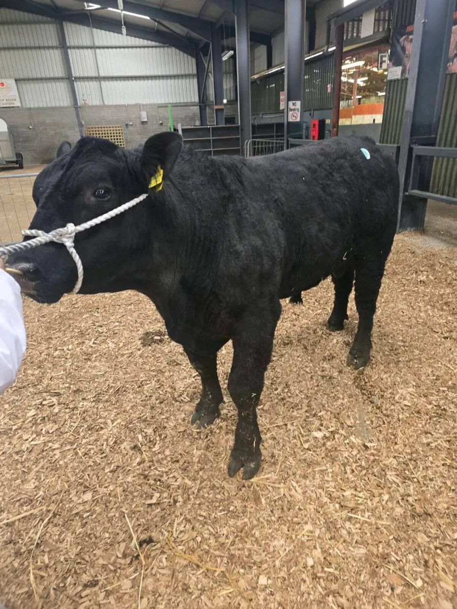 Pp aa bull dalys aidan on icbf bull search - Image 3