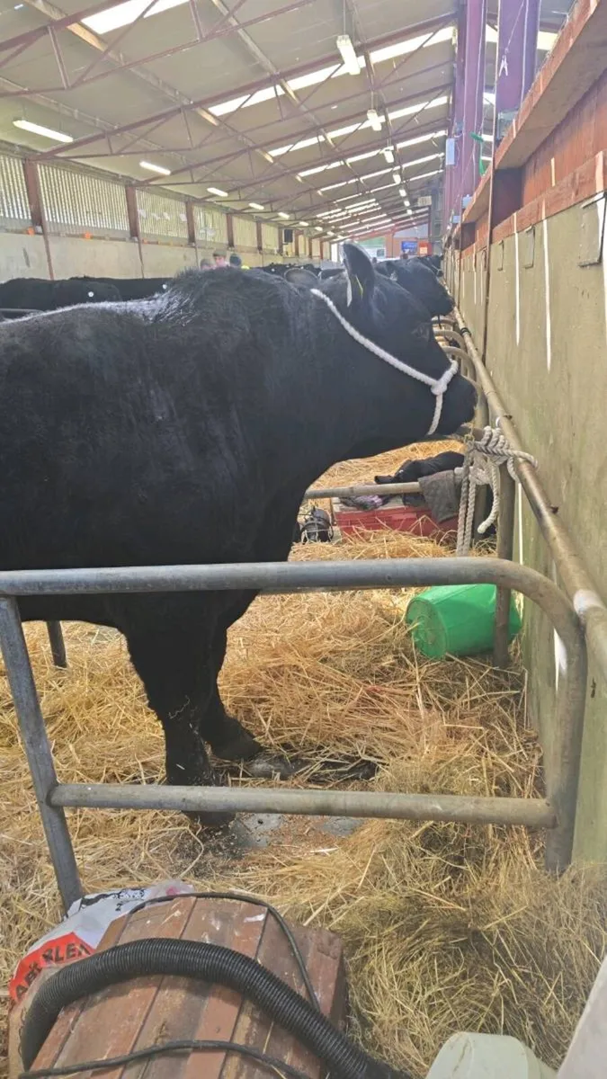 Pp aa bull dalys aidan on icbf bull search - Image 4