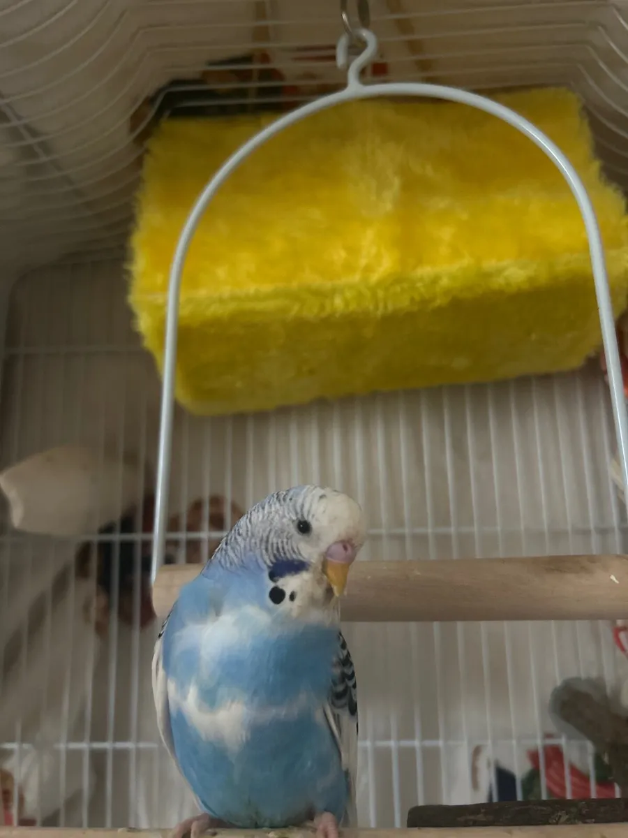Budgie - Image 1