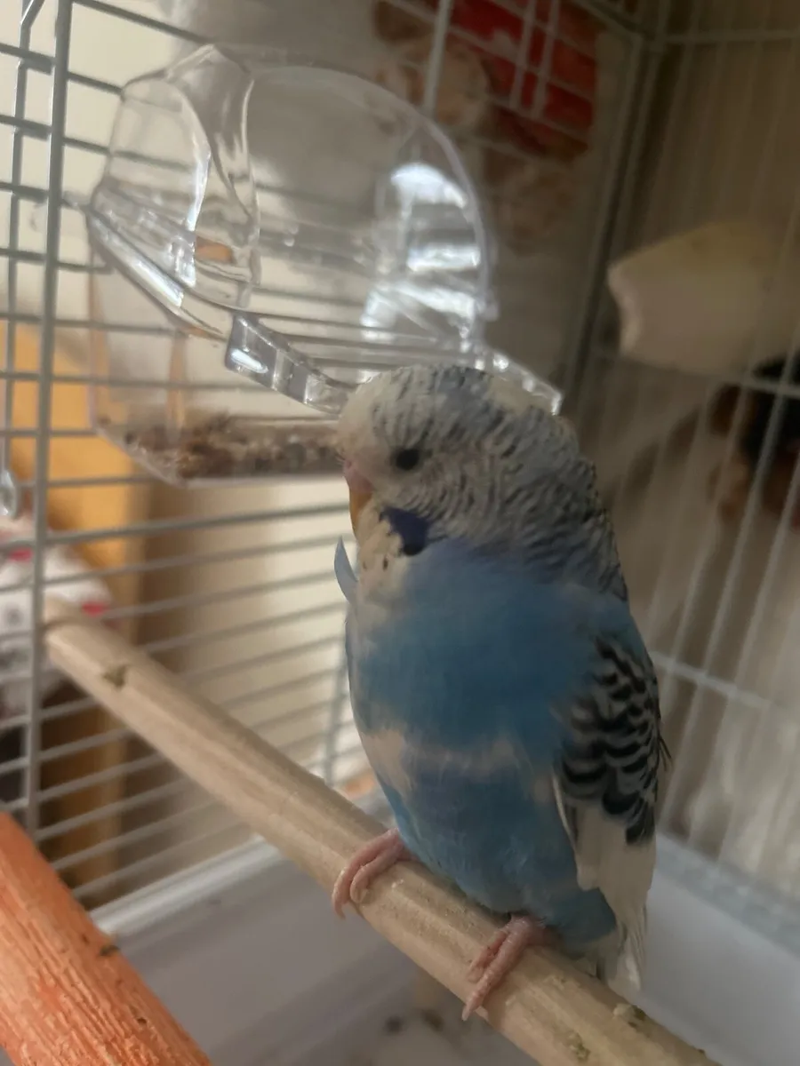 Budgie - Image 2