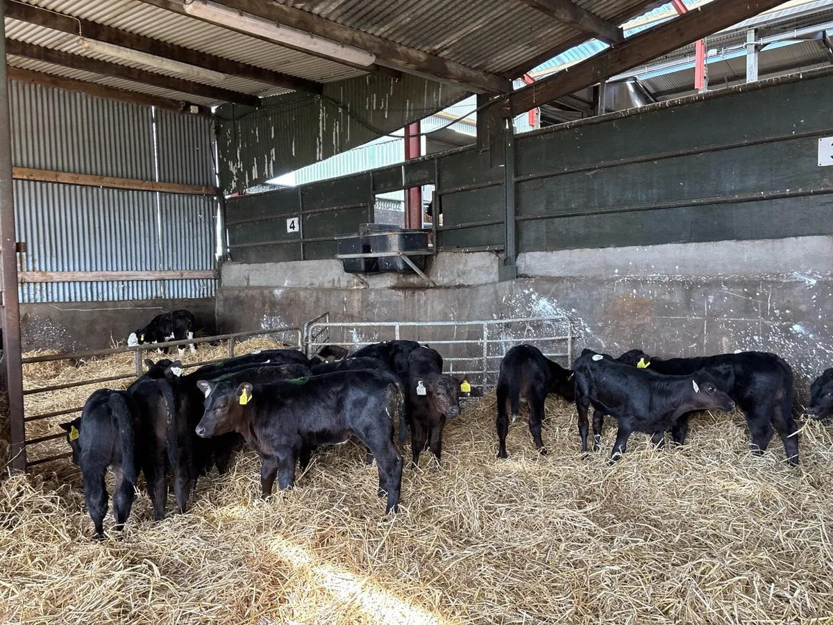 12 super strong Angus heifer calf’s - Image 1