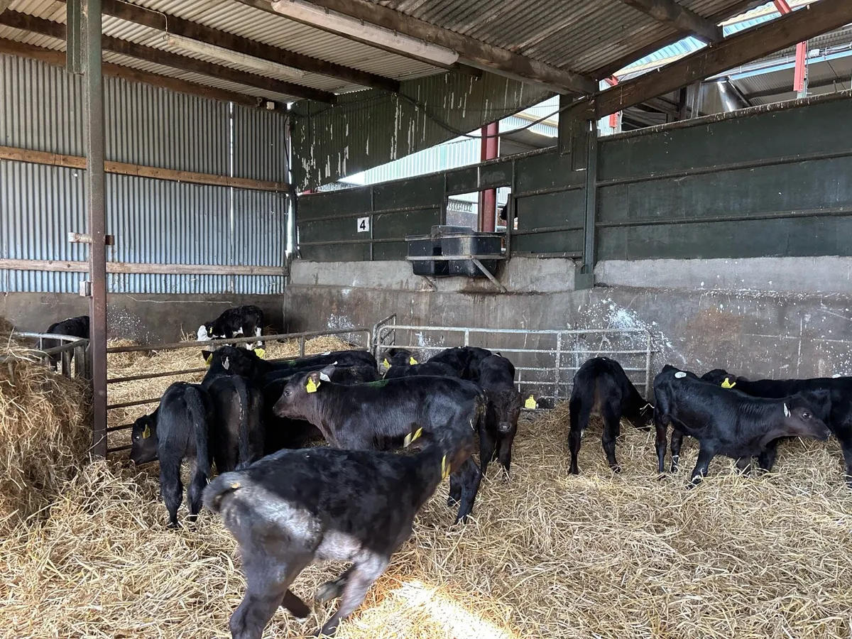 12 super strong Angus heifer calf’s - Image 2