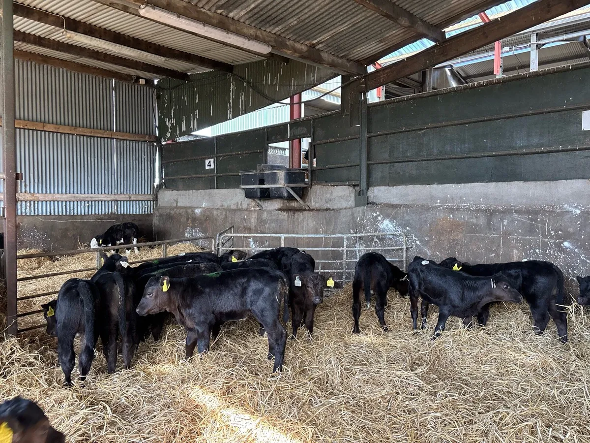 12 super strong Angus heifer calf’s - Image 4