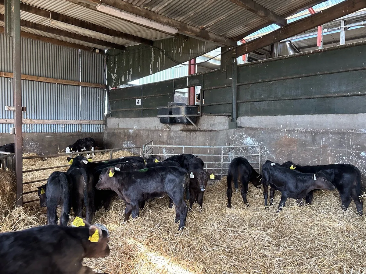 12 super strong Angus heifer calf’s - Image 3