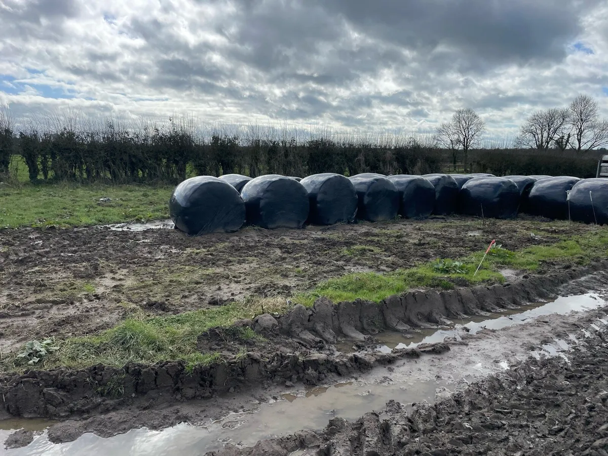Red clover Organic silage Ballynacargy - Image 1
