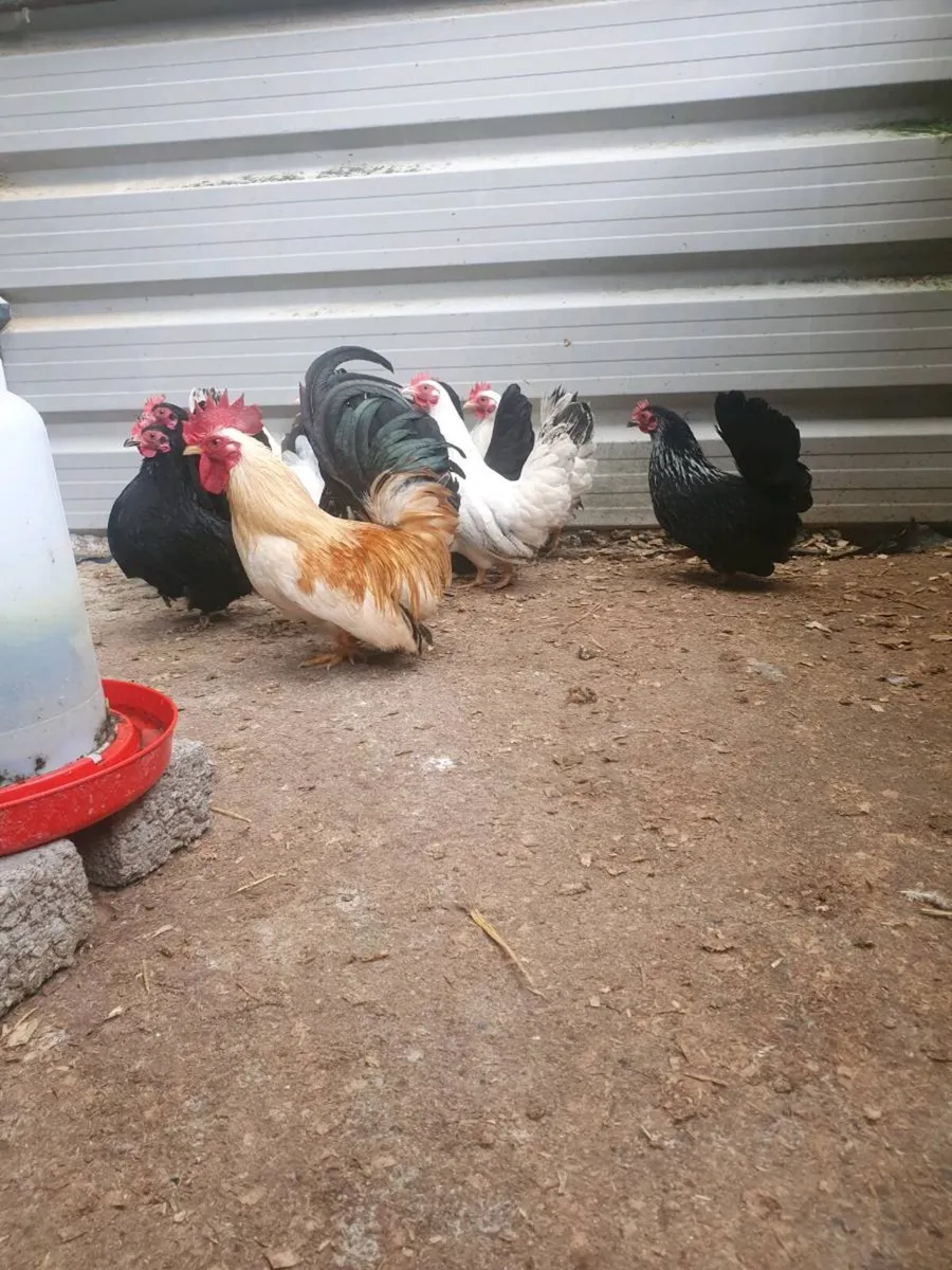 Japanese Bantams - Image 1