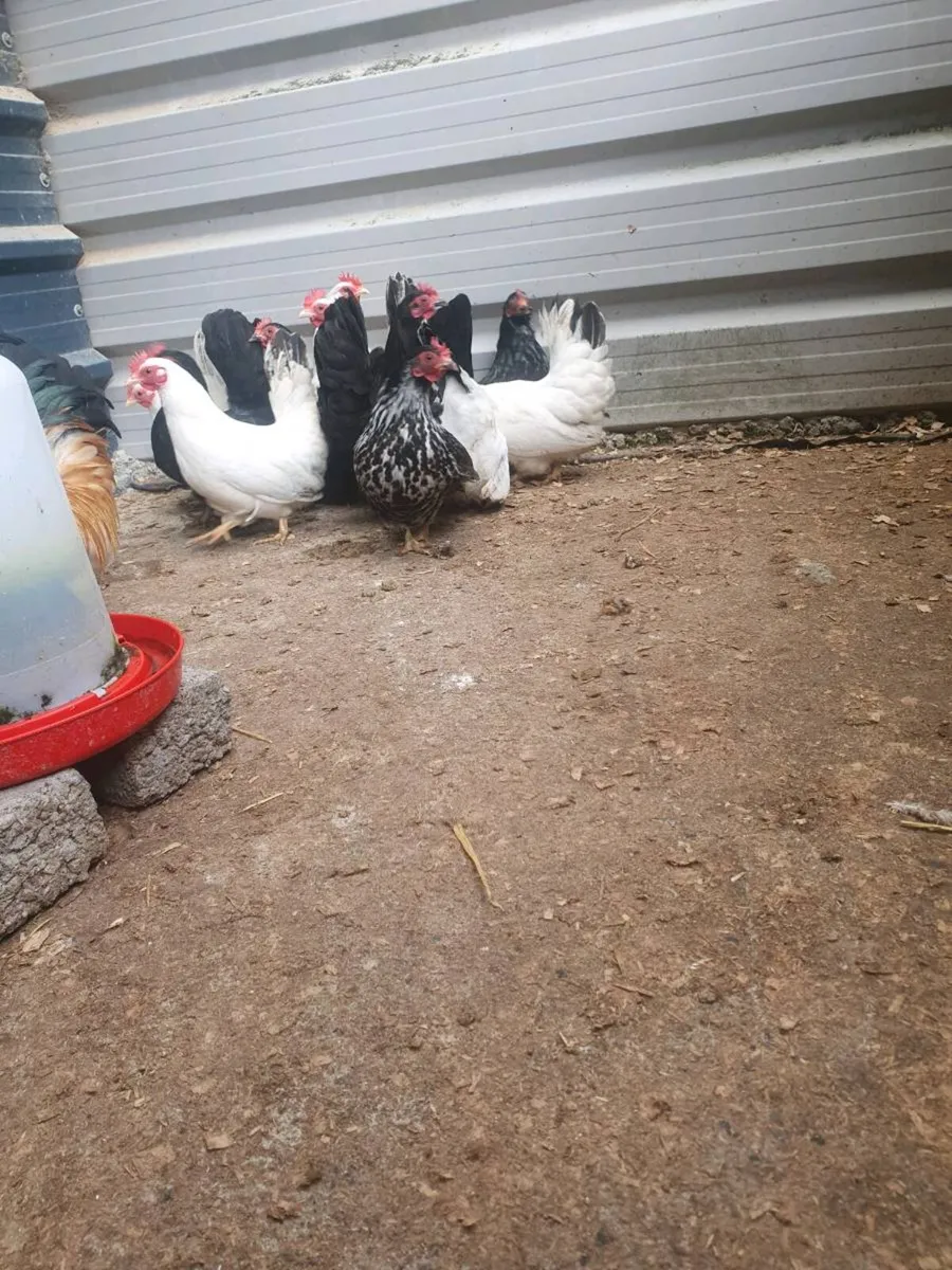 Japanese Bantams - Image 3