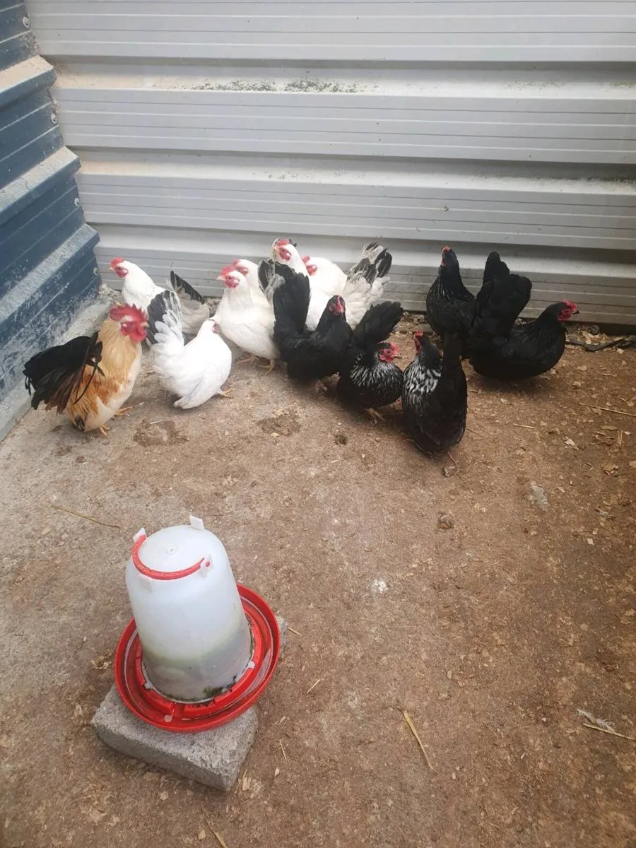 Japanese Bantams - Image 4