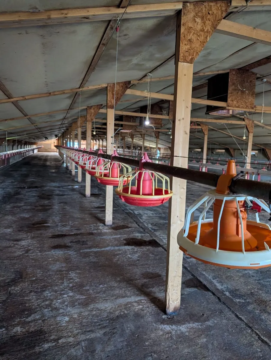 Poultry feeders - Image 3