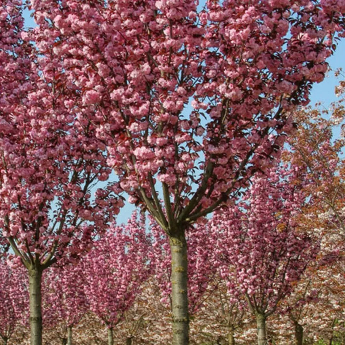 Trees in 10L pots €40 each or 10 for €350 - Image 1