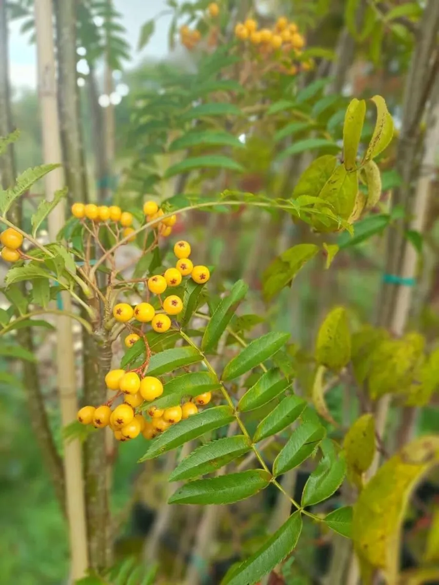 Trees in 10L pots €40 each or 10 for €350 - Image 3