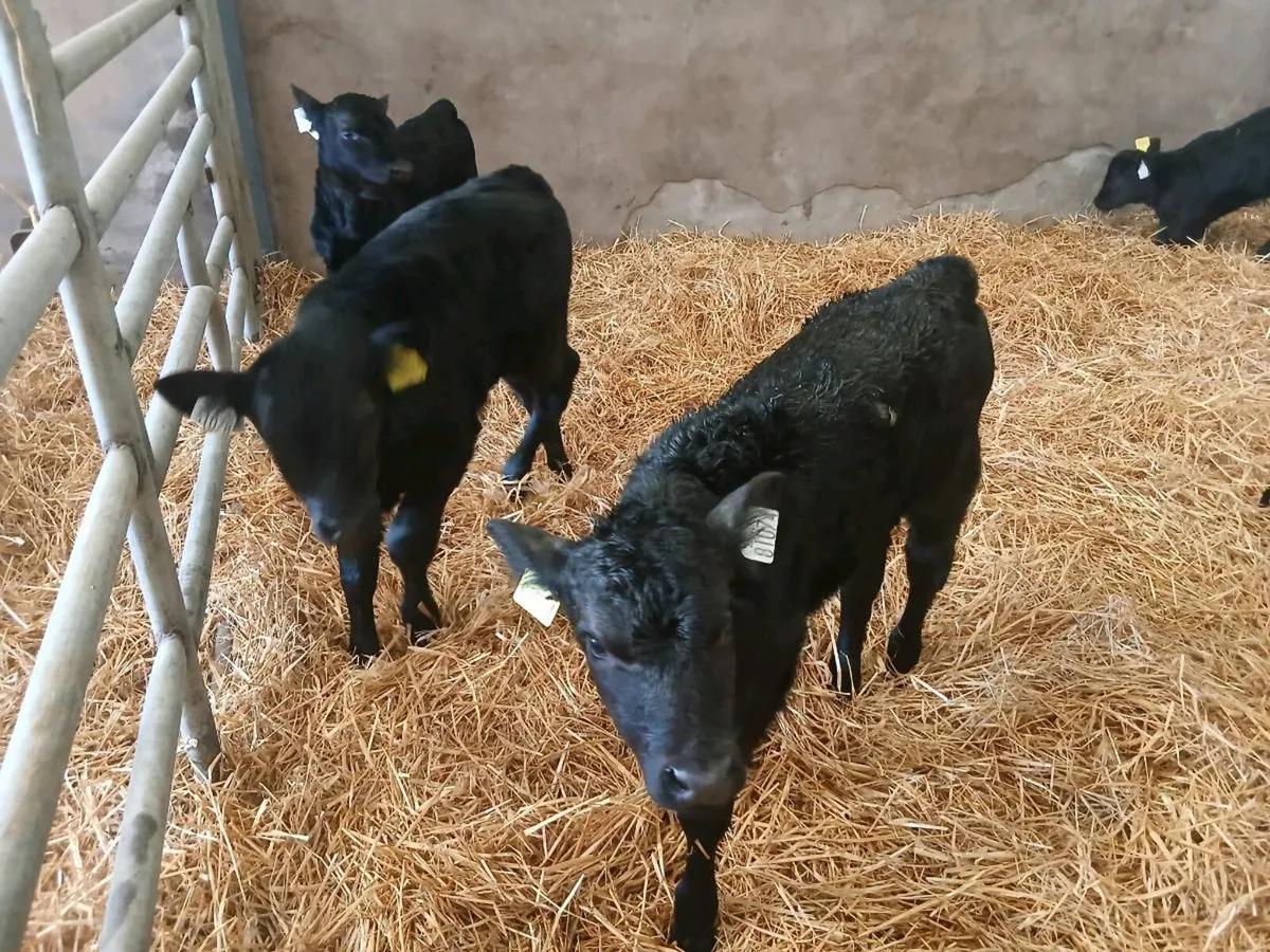 Calves - Image 1
