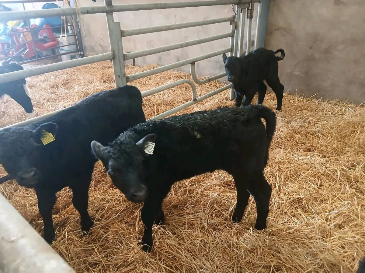 Calves - Image 2
