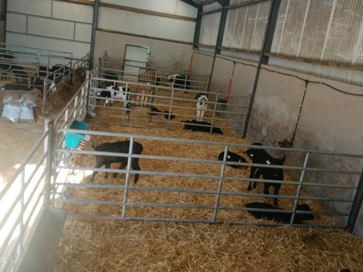 Calves - Image 3