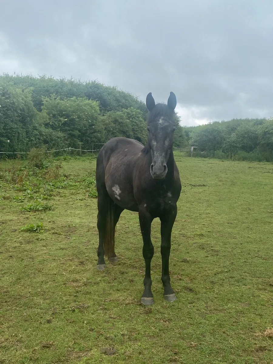 Rising 4 y/o - Image 3