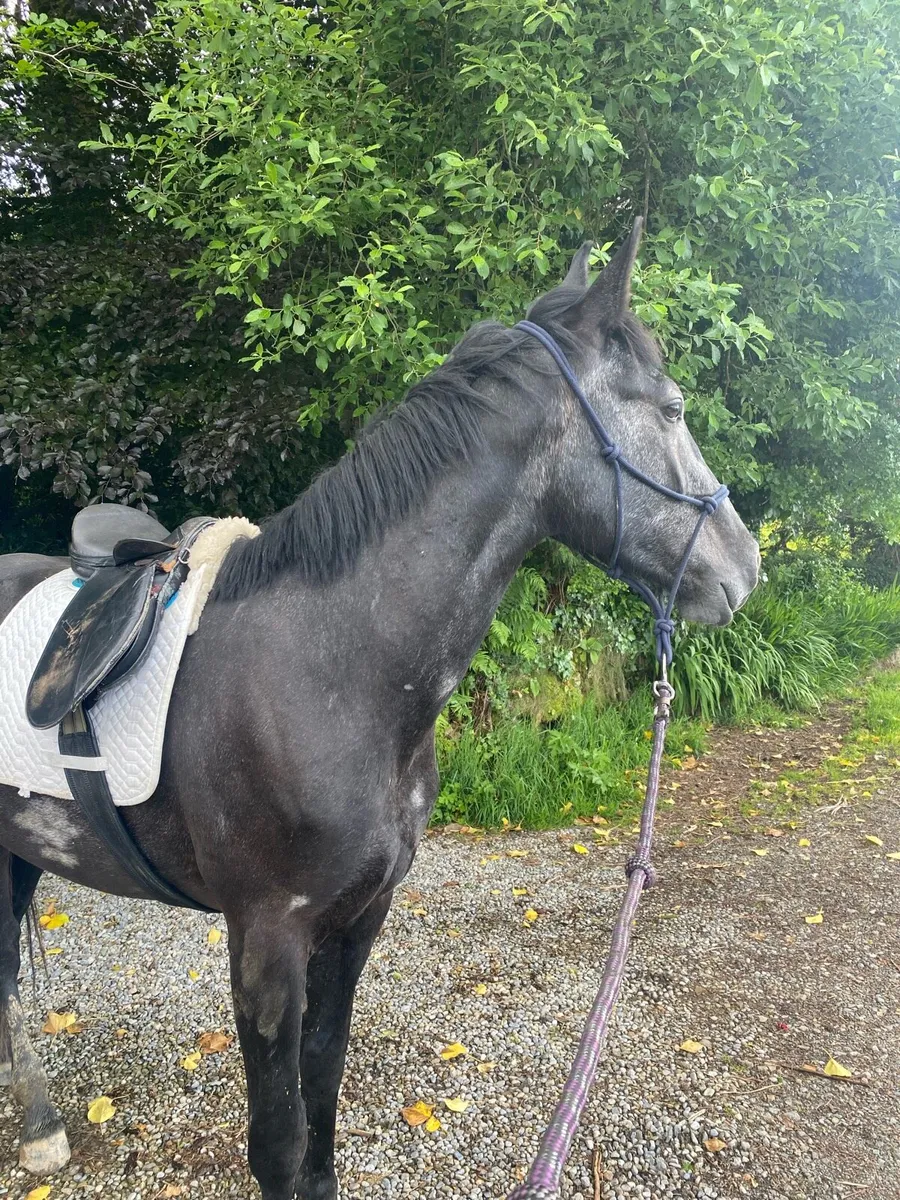 Rising 4 y/o - Image 4