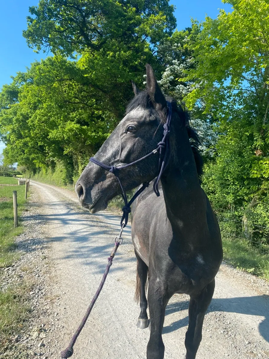 Rising 4 y/o - Image 1