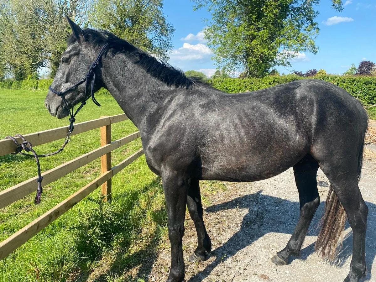 Rising 4 y/o - Image 1